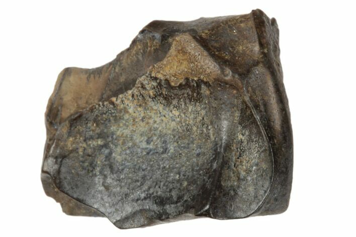 Fossil Ceratopsian Dinosaur Tooth - Judith River Formation #194361